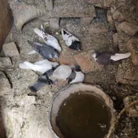 کفتر