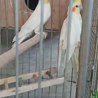 یه جفت ع وس هلندی .نرو ماده