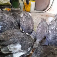 جوجه وبوقلمون محلی  به فروش میرسد