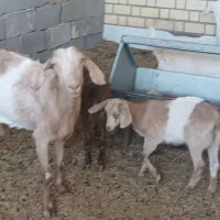بز سانن و آلپان