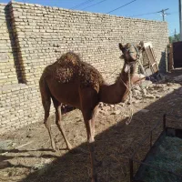 فروش بلوون
