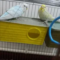 مرغ عشق سه عدد