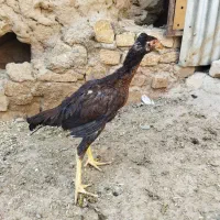 جوجه لاری|حیوانات مزرعه|قنوات, |دیوار