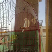 قناری|پرنده|برازجان, |دیوار