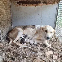 سگ ماده باتوله