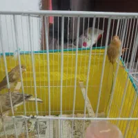 سلام 3تاجوجه قناری4ماه|پرنده|قوچان, |دیوار