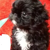 شیتزو مالتیز