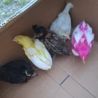جوجه