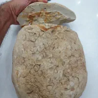 سنگ فسیلی بسیار نادر و قدمتدار|کلکسیون اشیاء عتیقه|چهارباغ, |دیوار