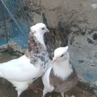 کفتر|پرنده|تهران, شوش (باغ آذری)|دیوار