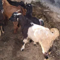 ۶ راس کهره نر