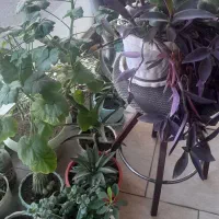 گلدان بزرگ سفالی عتیقه وجاسیگاری قدیمی|کلکسیون اشیاء عتیقه|زنجان, |دیوار