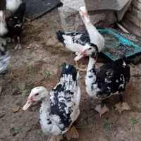 واردک روسی ویه مرغ شاخدار و مرغ