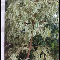 گل بنجامین|گل و گیاه طبیعی|نوشین شهر, |دیوار