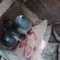 کبوتر آلمانی