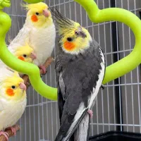 عروس هلندی نروماده