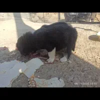 واگذاری سگ بومی|سگ|سقز, |دیوار