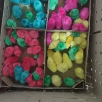 جوجه رنگی عمده است|حیوانات مزرعه|شیروان (لرستان), |دیوار