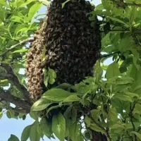 زنبور عسل