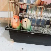 برزیلی مولد اوپال|پرنده|دزفول, |دیوار