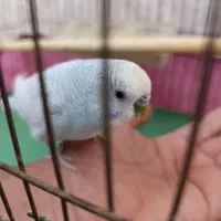 مرغ عشق نر بالغ