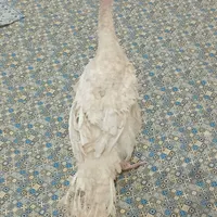بوقلمون گوشتی