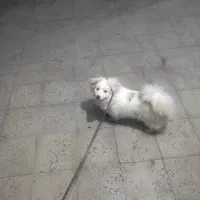 فروشی هرکی خواست بزنگه فقط|سگ|همدان, |دیوار