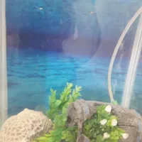 اکواریوم|ماهی|مسجد سلیمان, |دیوار