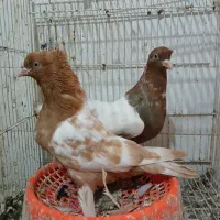 کبوتر کله سینه دم سفید دم سیاه طوقی|پرنده|شیروان (خراسان), |دیوار