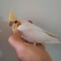 جوجه عروس هلندی