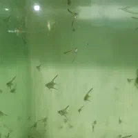 آنجل آلتوم|ماهی|تبریز, |دیوار