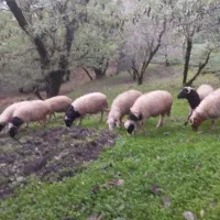 گوسفند زنده و بره نر