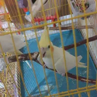 جفت عروس هلندی معاوضه با گیرینجک اهلی|پرنده|خوی, |دیوار