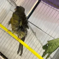 قناری فر ماده اماده|پرنده|رشت, نیکمرام|دیوار