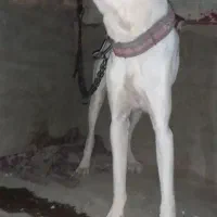 توله سگ افغان خالص معاوضه