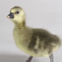 فروش جوجه غاز