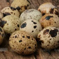 تخم بلدرچین