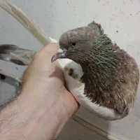 کبوتر گندم