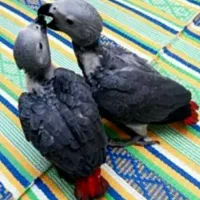 جوجه کاسکو دم قرمز و کاکادو و رد فکتور نژاد برتر|پرنده|شیراز, اصلاحنژاد|دیوار