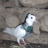 دره شهر کفتر طوقی|پرنده|دره شهر, |دیوار