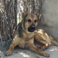 سرابی