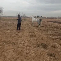 نریان سواری