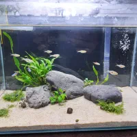 اکواریوم ریملس apa