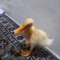 اردک‌بازیگوش