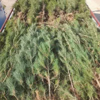 نهال|خدمات باغبانی و درختکاری|بیرجند, |دیوار