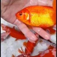 فروش عمده ماهی قرمز|ماهی|الیگودرز, |دیوار