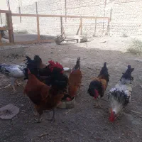 خروس