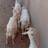 فروش بزغاله سانن تیغدر