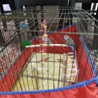 مرغ عشق|پرنده|بروجرد, |دیوار