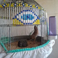 سهره قناری دستی|پرنده|کارون, |دیوار